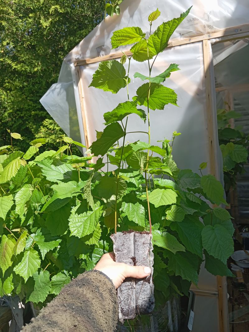 Corylus americana